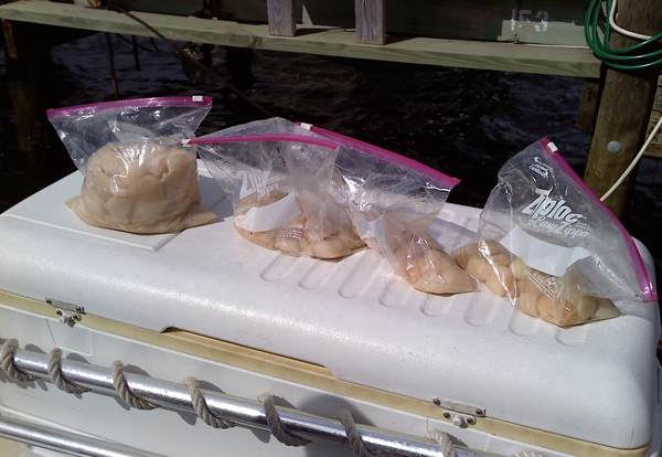 Bags of scallops