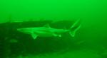 Dogfish