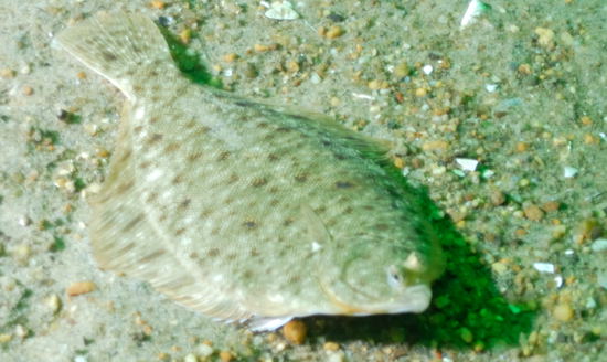 Flounder