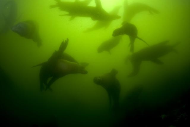 Sea Lions