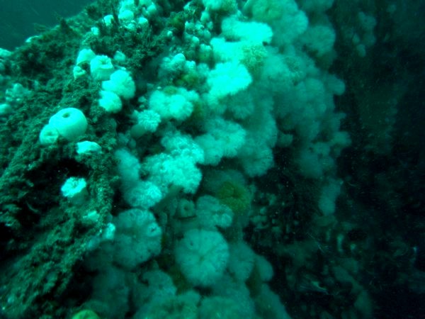 Anemones on the wreck