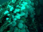 Anemones on the wreck