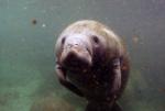 Florida Manatees 10