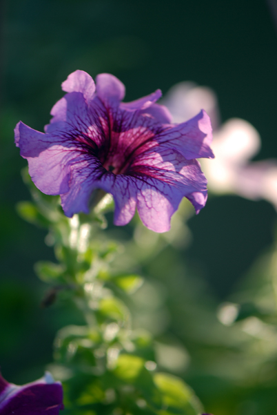 Backyard macro