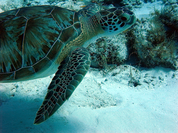 We saw lots of turtles.   Many swam right by