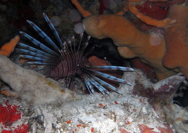 Lion fish