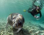 Crystal River Manatees