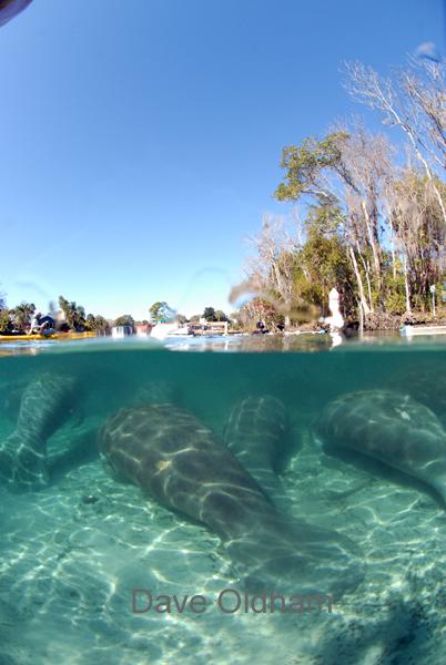 Manatees below