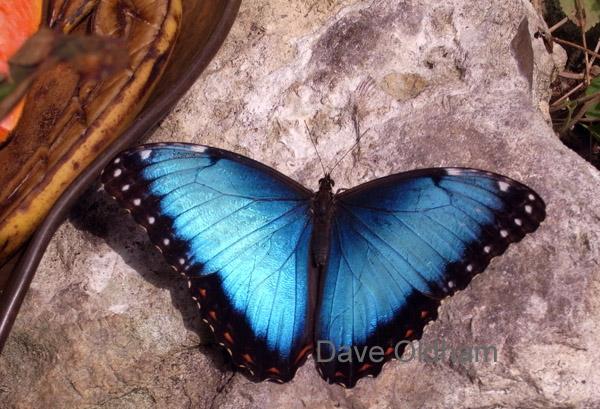 Butterfly Forest