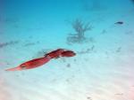 Squid