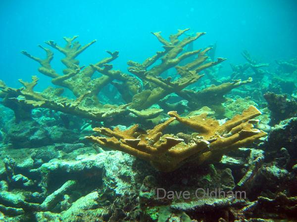 Elkhorn coral