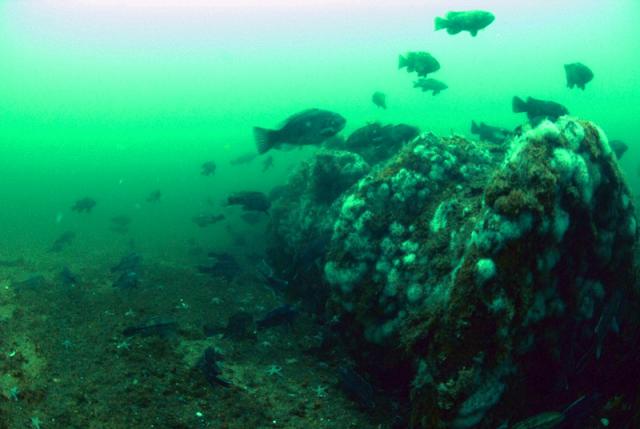 Fish on the windlass