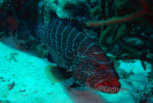 Grouper