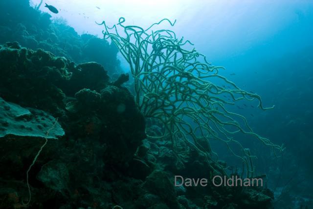 DAU_2903