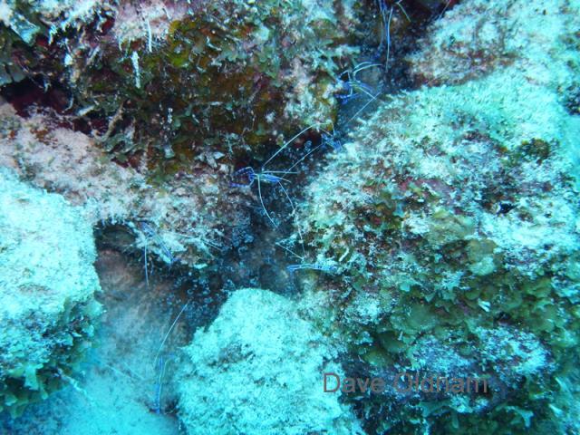 M0013632