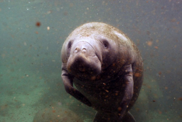 Manatee calf looking for attention