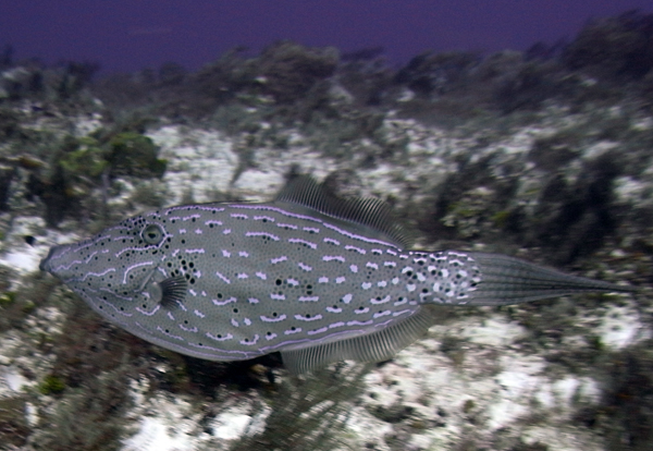 Queen filefish