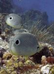 Pair of Butterfly fish