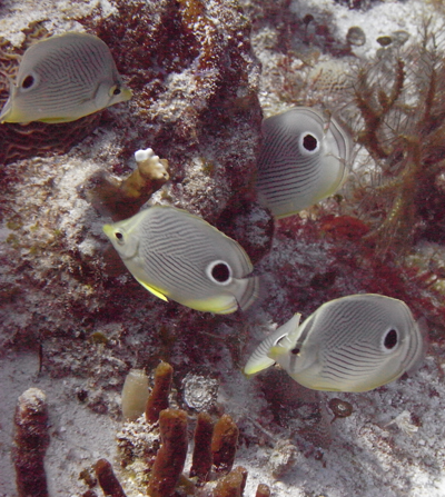 Group of Butterfly fish