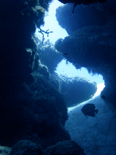 Swimming through pillars of coral